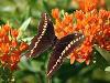 Buy Milkweed seed and grow the host plant for the monarch butterflly