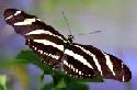 Monarch butterfly