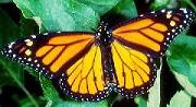 Howard Hughes Butterflies
